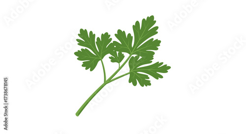 Fresh green parsley herb with flat design on white background