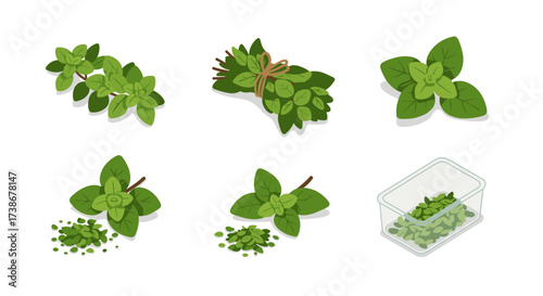 Fresh ingredients: oregano leaves and uses in cooking