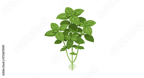 Realistic fresh basil plant with lush green leaves on white background