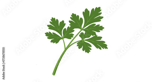 Realistic green parsley herb on white background