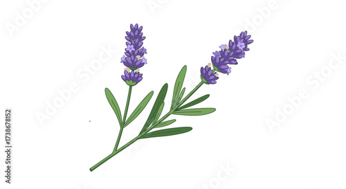 Elegant lavender sprig with purple flowers and green leaves on white background
