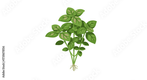 Realistic basil plant on white background with detailed green leaves
