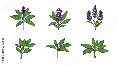 Botanical lavender and sage plants collection on white background