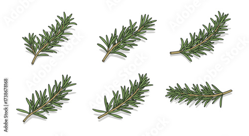 Realistic rosemary sprigs collection on white background