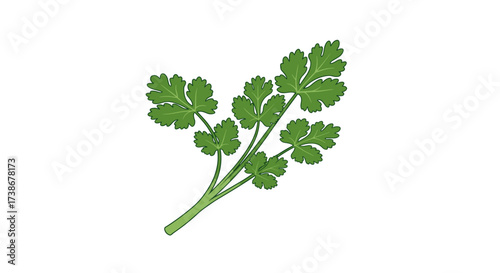 Detailed cilantro sprig with green leaves on white background