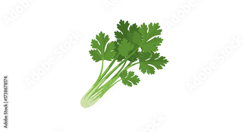 Fresh flat style cilantro leaves on white background for culinary design