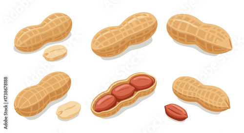 Realistic peanut varieties on white background with shells and seeds