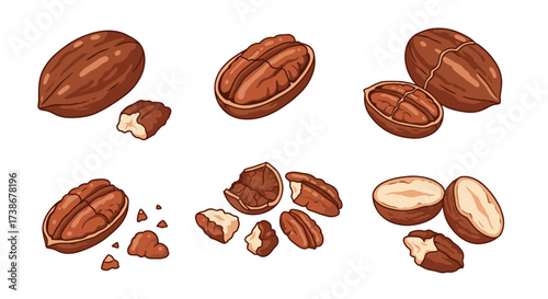 Hand drawn nut illustrations: detailed walnut and pecan in various stages