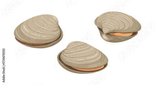 Realistic clams with open shells on white background
