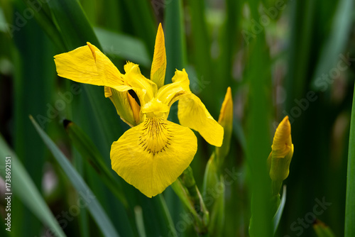фотографія Yellow Flag Iris plant with yellow flowers blooming in a marsh, water plant, as