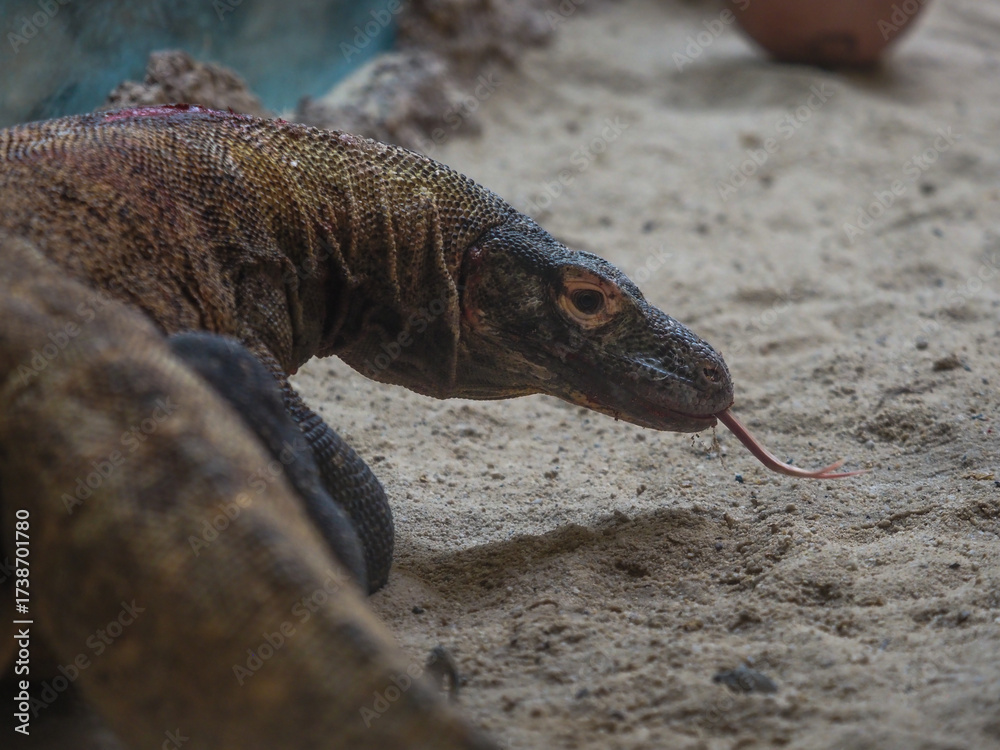 Obraz premium Komodo on the rocks