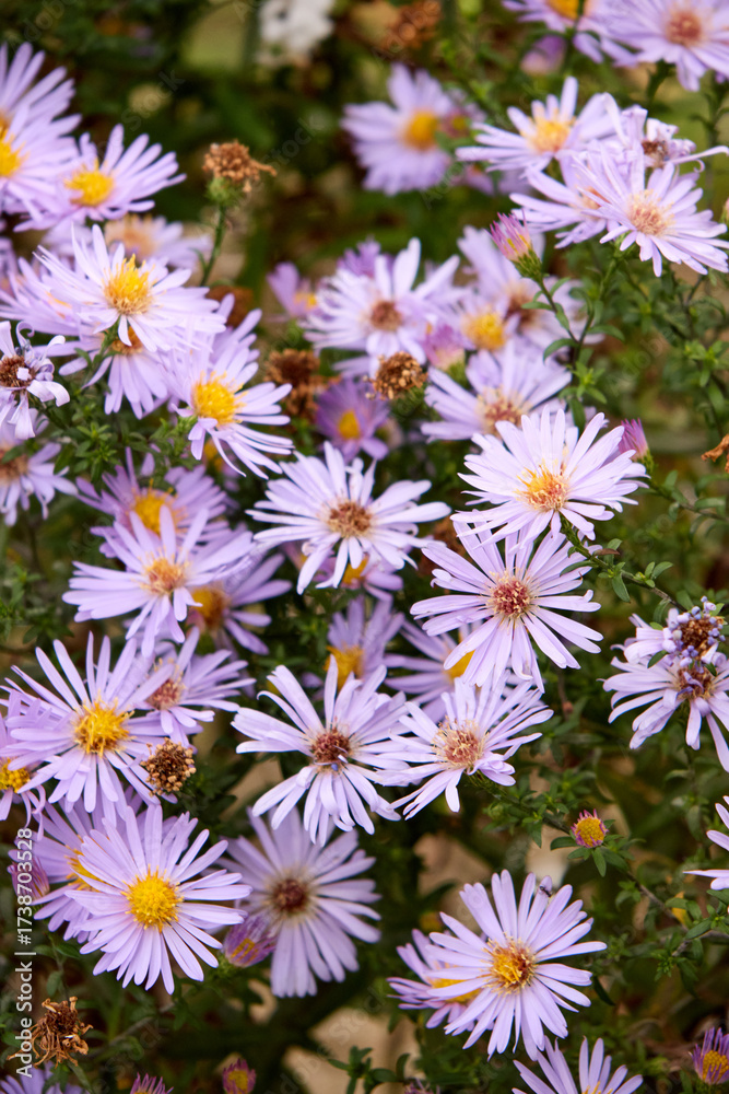 Obraz premium A gorgeous view of light purple asters with radiant yellow centers blooming in a garden, capturing the essence of autumn beauty and the delicate details of nature's artistry, perfect for themes of