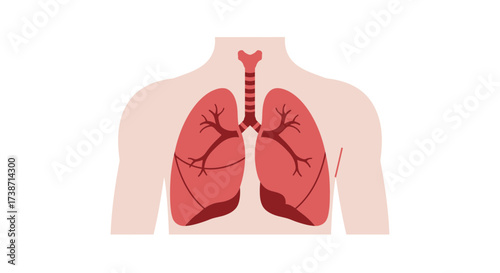 Clear visualization of human lungs and trachea, illustrating vital respiratory system anatomy for educational and medical purposes