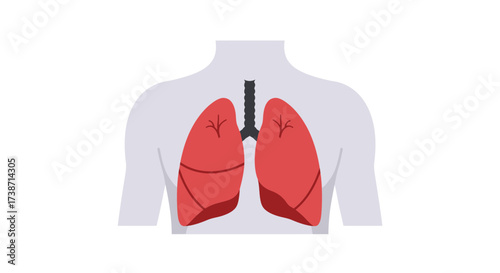 Vibrant red lungs and trachea illustration symbolizing respiratory health and medical science, perfect for healthcare education and awareness campaigns.