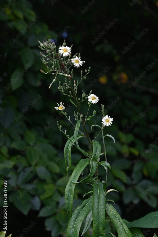 Obraz premium Indian lettuce (Lactuca indica) flowers. Asteraceae annual plants. Pale yellow ligulate flowers bloom in autumn. Young leaves are edible and have medicinal properties.
