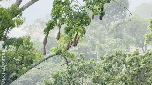 Bad weather themes: Tree branches and birds nest  bending violently in the high wind.