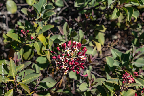 Santalum haleakalae var. haleakalae. Haleakala sandalwood or ʻIliahi. Hawaiian Island of Maui. Haleakala National Park. Hosmer Grove Access Road