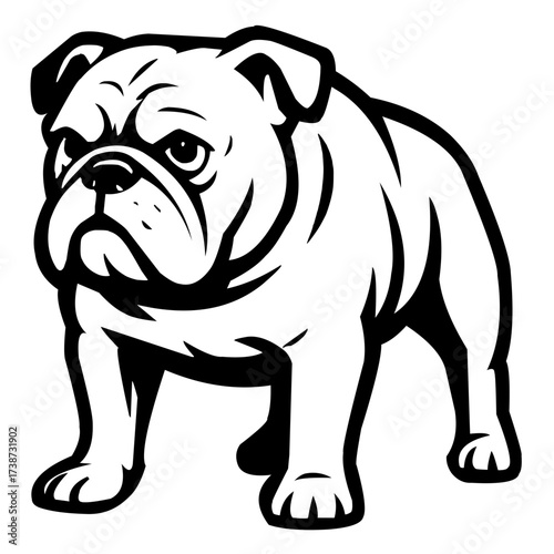English bulldog puppy