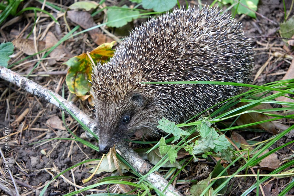 Fototapeta premium A captivating close-up features a young European hedgehog in its forest environment, surrounded by leaves and twigs, showcasing the wild animal's natural behavior and spiky quills.