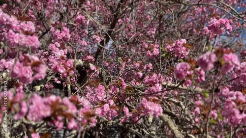 apple blossom blooms tilt up
