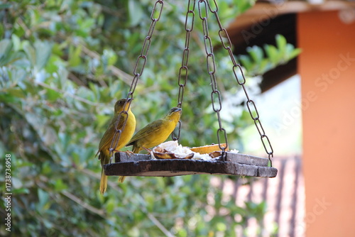 Birds