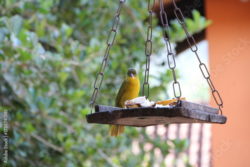 Bird