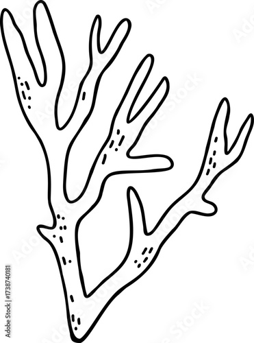 Black and white line drawing of a branching coral or seaweed