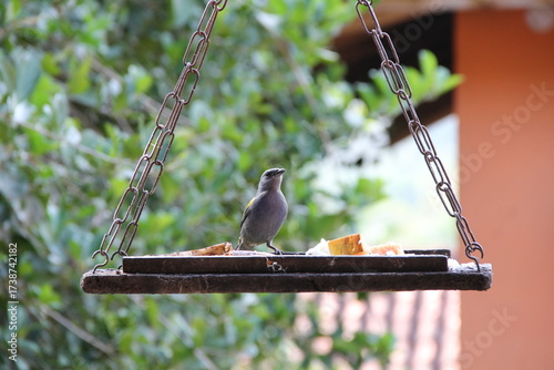 Bird