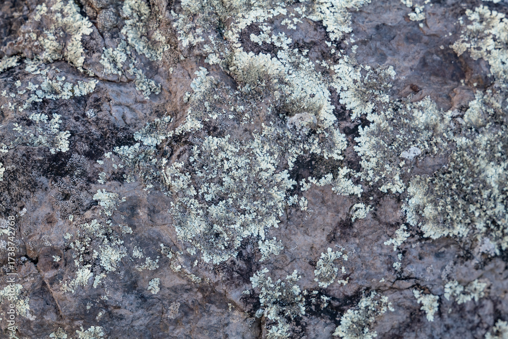 Obraz premium Lichen-weathered basalt / biological weathering. Napili Bay, West Maui, Hawaii. Lava flows, Honolua Volcanics ( Pleistocene ), West Maui Volcano.