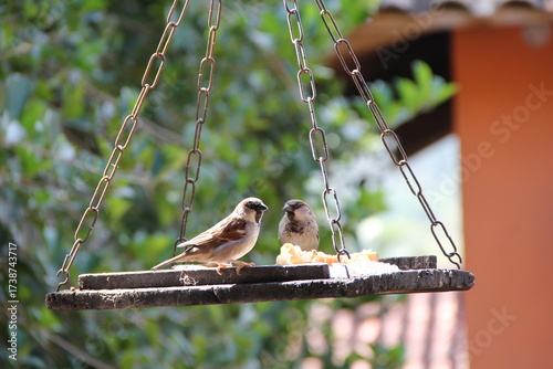Birds