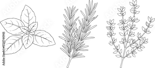 Culinary herbs outline set. Basil rosemary and thyme in botanical vector line art.
