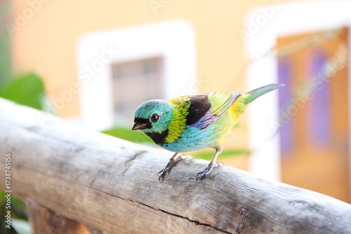 Bird