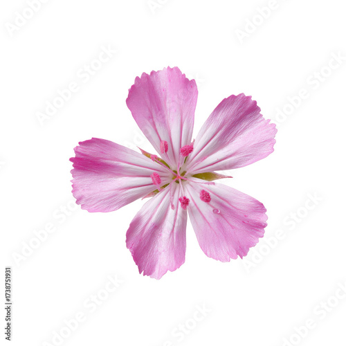 Delicate Pink Flower with White Petals and Light Purple Veins on Isolated Background