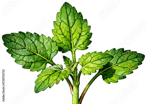 Vibrant botanical illustration of a fresh green leafy plant with stems, transparent background png