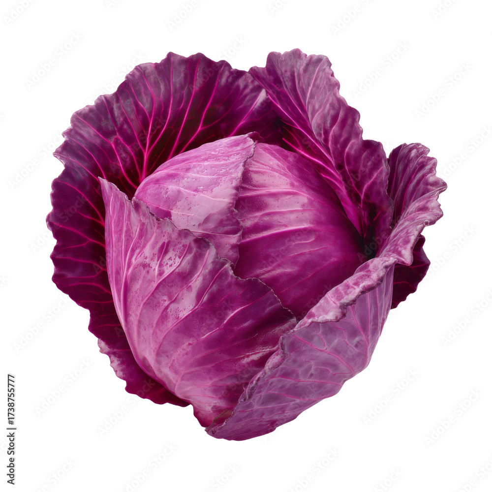 Obraz premium Fresh Organic Purple Cabbage with Vibrant Leaves Isolated on White Background for Culinary and Healthy Lifestyle Projects