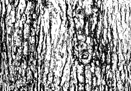 Tree bark texture
