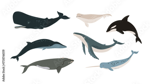 Collection of cartoon whales and a narwhal