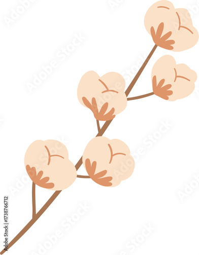 Cotton branch with five fluffy bolls