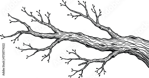 Bare Tree Branch with Detailed Texture and Many Twigs vector illustration
