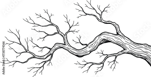 Bare Tree Branch with Detailed Texture and Many Twigs (528