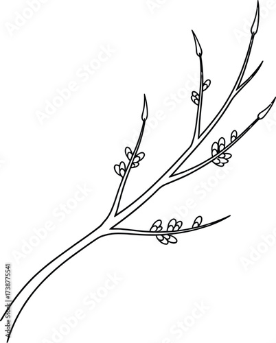 Willow Tree Branch with Buds Black and White Line Art Keywords: willow, tree, branch, bud, spring, nature, plant, growth, season, illustration, outline, black and white, graphic, design, abstract