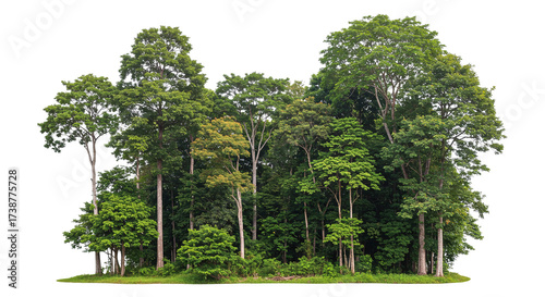 Lush Green Forest Cluster. Isolated on transparent background, png