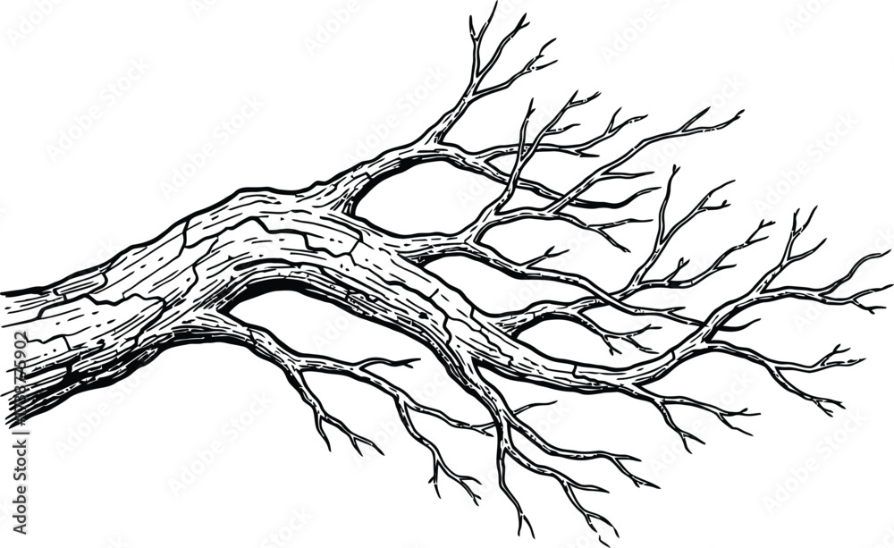 Fototapeta premium Detailed Black and White Illustration of a Gnarled Tree Branch with Many Twigs wood nature