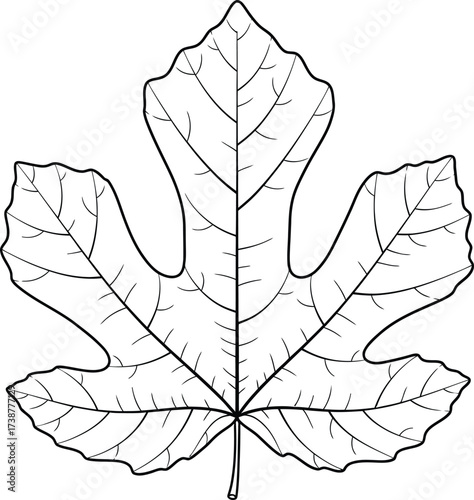 Black and white outline drawing of a single fig leaf with prominent veins and lobed edges on a white background