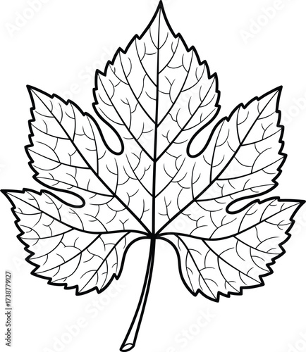 Detailed black and white line drawing of a single grape leaf with prominent veins plant nature