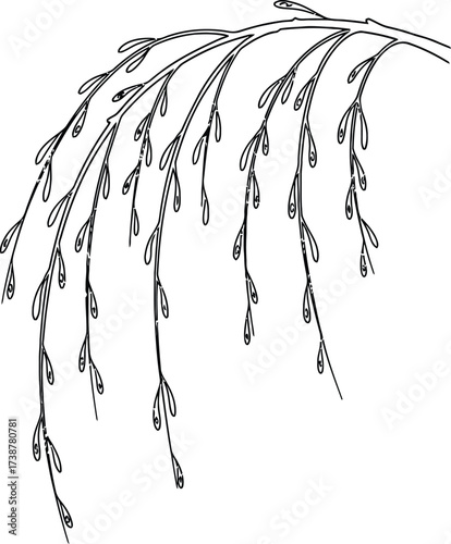 Black and white line art of a weeping willow branch with numerous small, drooping leaves and curled tips on a white background