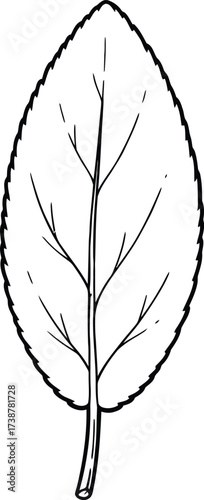 Black and white outline drawing of a single, broad leaf with serrated edges and visible veins Keywords: Leaf, outline, drawing, illustration, plant, foliage, nature, botanical, detail, veins