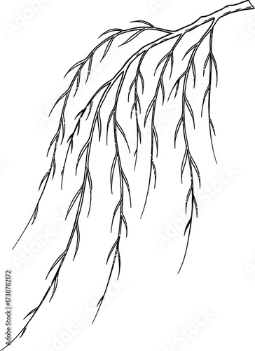 Black and white sketch of a weeping willow branch with long, drooping leaves outline