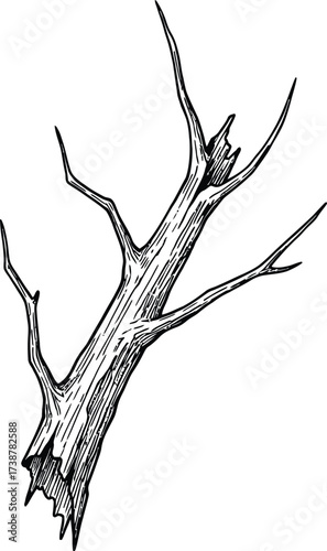 Black and white sketch of a broken, gnarled tree branch with sharp points drawing