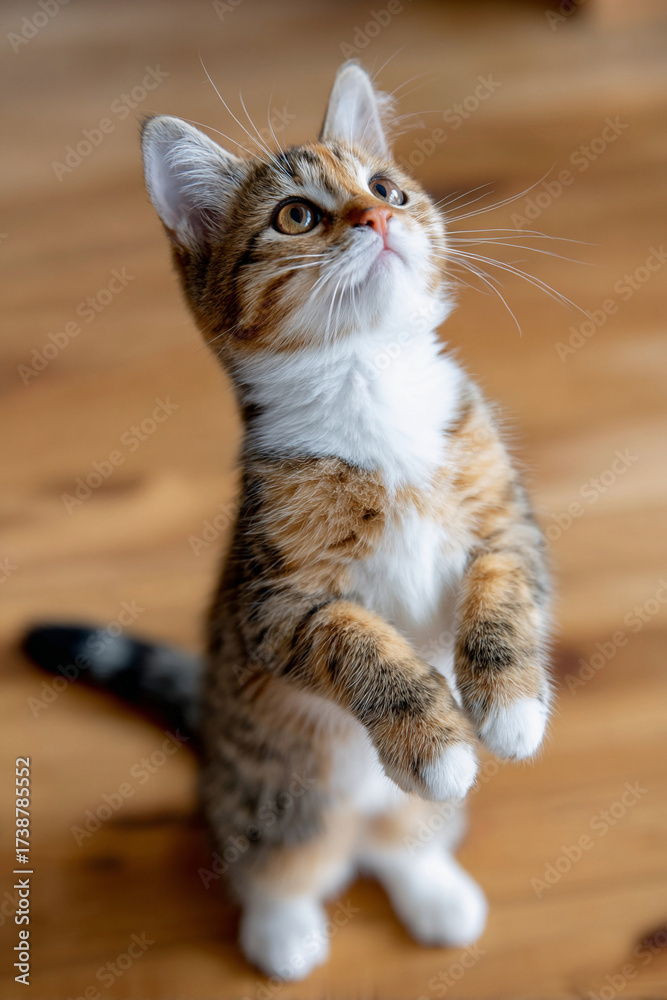 Obraz premium Kitten standing upright with curious expression 